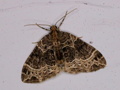 Ecliptopera silaceata