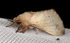 Oxycanus