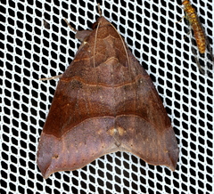 Bastilla hamatilis