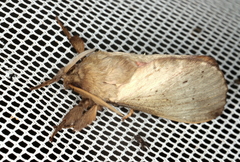 Oxycanus