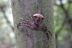 Strigoplus guizhouensis