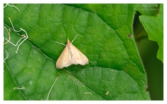 Hemiscopis sanguinea
