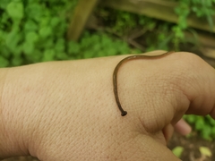 Bipalium pennsylvanicum