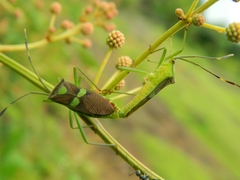 Prismatocerus signatus