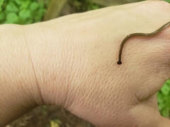 Bipalium pennsylvanicum