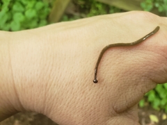 Bipalium pennsylvanicum