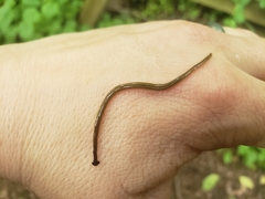 Bipalium pennsylvanicum