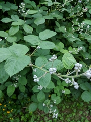 Rubus bifrons