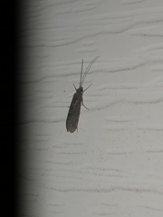 Annulipalpia