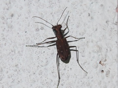 Cylindera kaleea