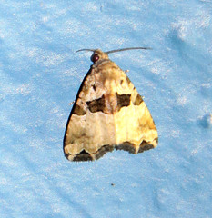 Cobubatha metaspilaris