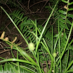 Carex squarrosa
