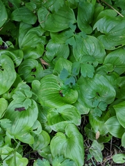 Maianthemum dilatatum