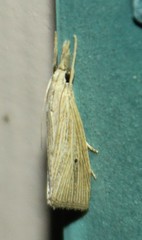 Diatraea