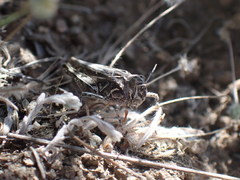 Psoloessa delicatula