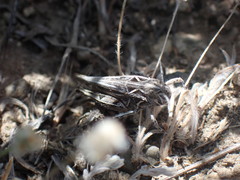 Psoloessa delicatula