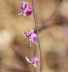 Streptanthus glandulosus hoffmanii