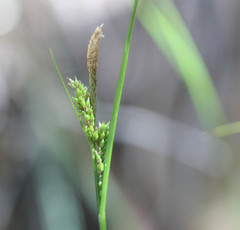 Carex mendocinensis