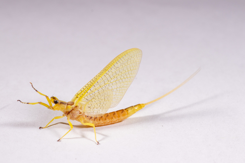 Giant mayfly