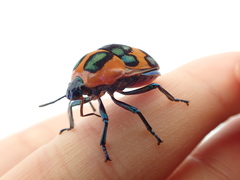 Poecilocoris druraei