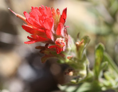 Castilleja martini martini
