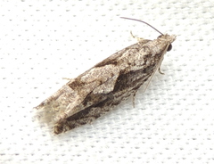 Gretchena concubitana