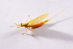 Hexagenia limbata