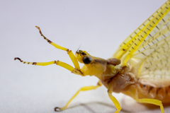 Hexagenia limbata