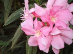 Nerium oleander