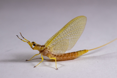 Hexagenia limbata