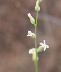 Streptanthus barbiger