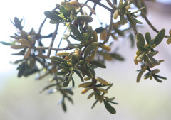 Phoradendron bolleanum densum