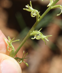 Platanthera leptopetala