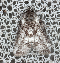 Nycteola polycyma