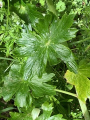 Delphinium trolliifolium