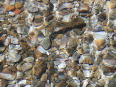 Hesperoleucus symmetricus