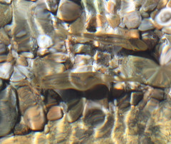 Hesperoleucus symmetricus