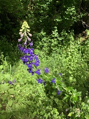 Delphinium trolliifolium
