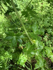 Delphinium trolliifolium