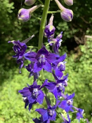 Delphinium trolliifolium