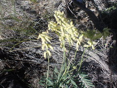 Astragalus collinus