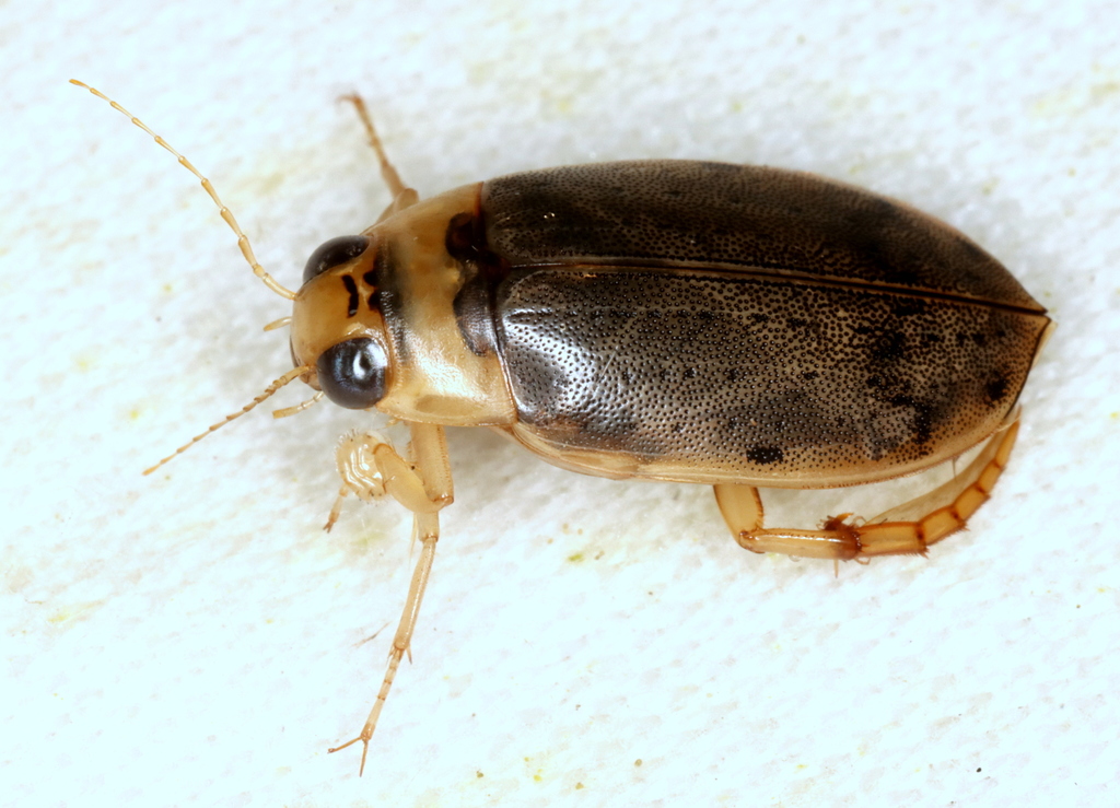 Padded Diving Beetle