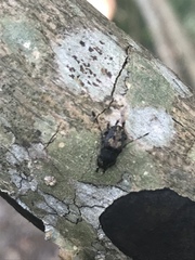 Piesocorynus plagifer