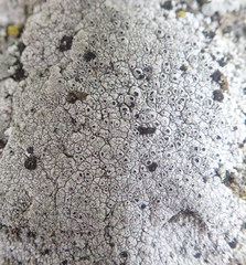 Circinaria leprosescens