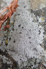 Circinaria leprosescens