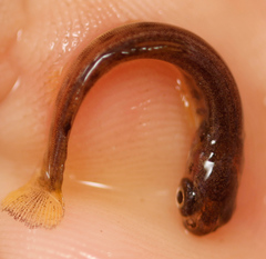 Salvelinus fontinalis