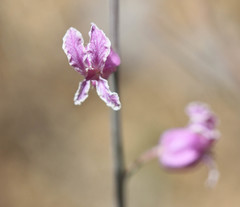 Streptanthus glandulosus hoffmanii