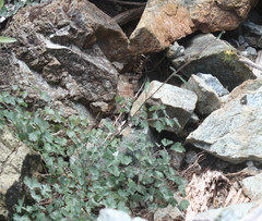 Aquilegia eximia