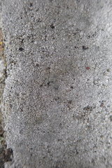 Circinaria leprosescens