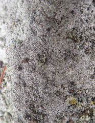 Circinaria leprosescens